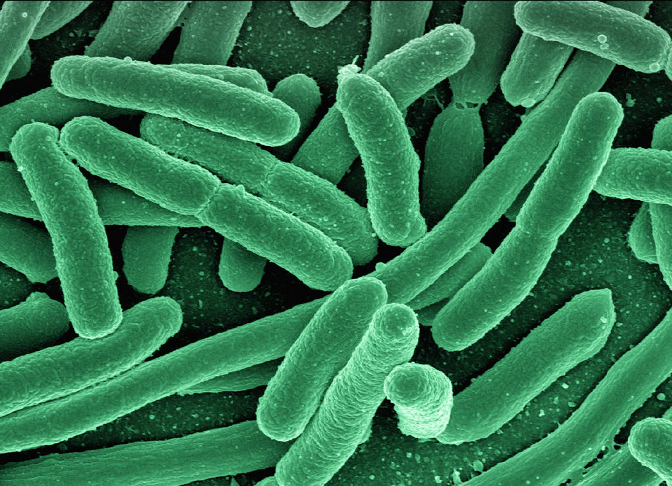 Koli-Bakterien